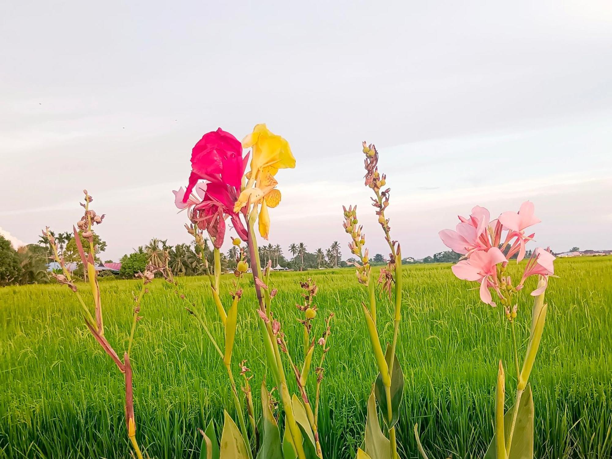 Kurau Inn Farmstay Kuala Kurau Kültér fotó