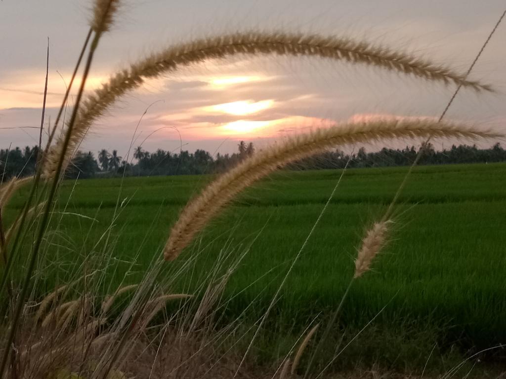 Kurau Inn Farmstay Kuala Kurau Kültér fotó
